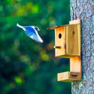 Cedar Bluebird House with Feeding Tray