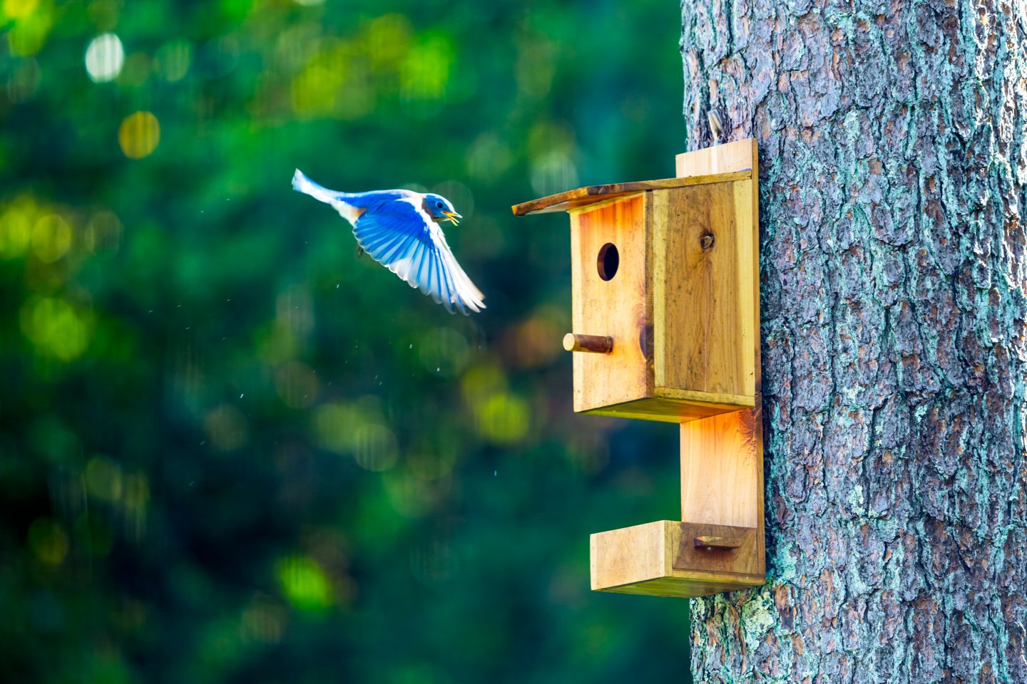 Cedar bluebird house feeding tray design, with a bluebird approaching the tree-mounted nest box