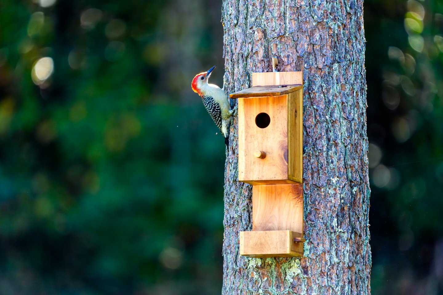 A red-bellied woodpecker clinging to the trunk of a pine tree beside a mounted cedar nest box.