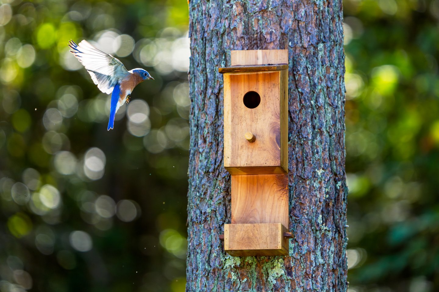 An eastern bluebird perched on a pine tree near a cedar nest box mounted above it.