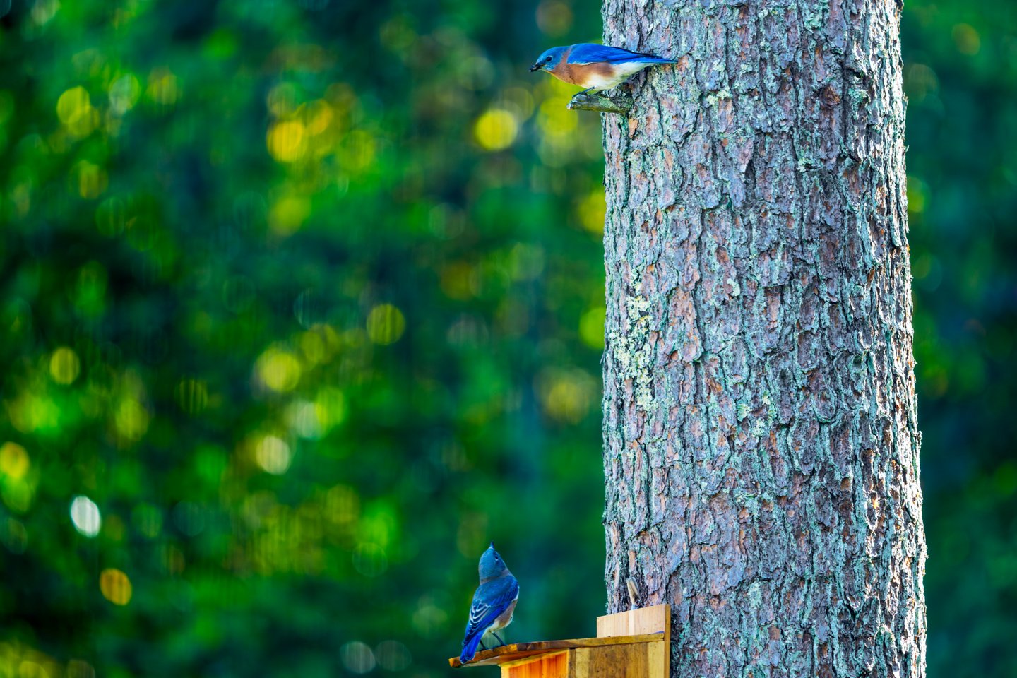 Two bluebirds perched on a pine tree above a cedar nest box and feeding tray.