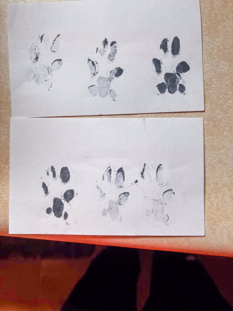 Ink paw prints for engraving a personalized walnut pet memorial box